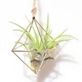 thumbnail image 1 of Hanging Air Plant Holder, Gemometric Planter, 1 of 5