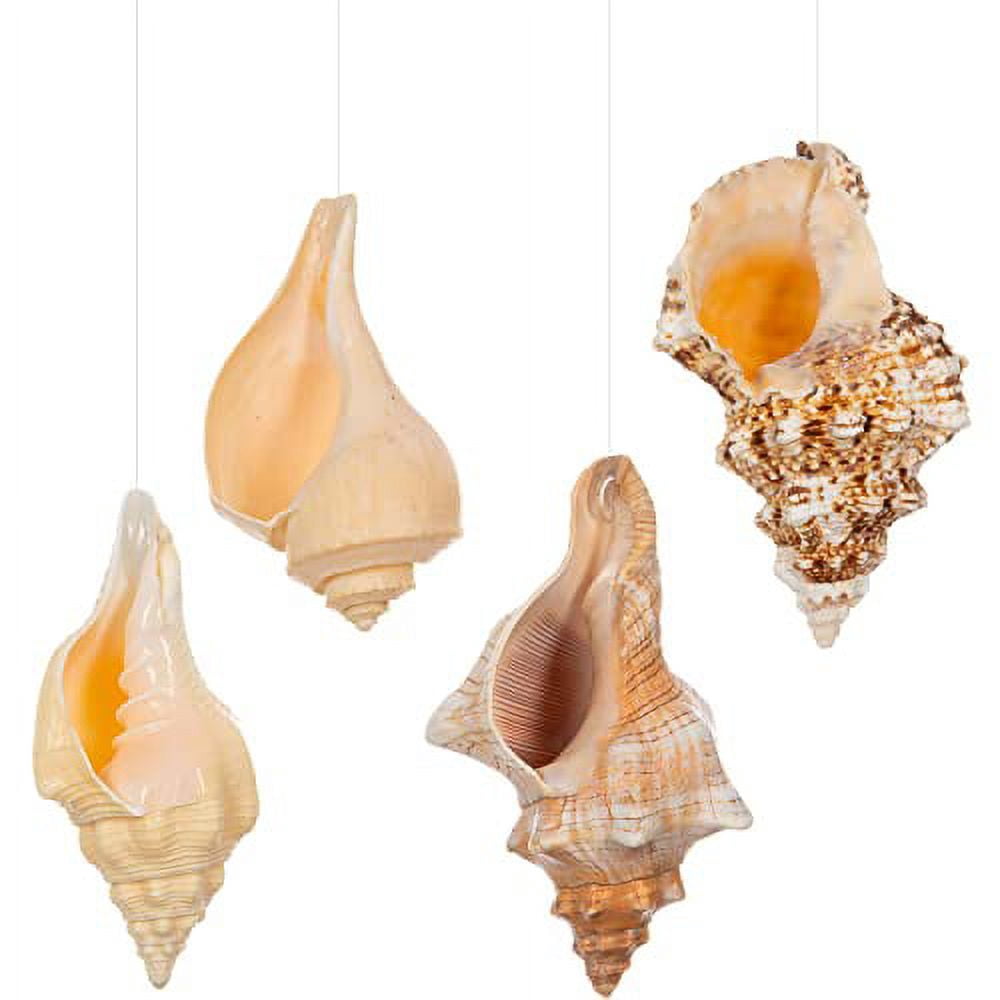 Hanging Air Plant Shell Holders Set of 4 Airplant Planters - Fox Shell ...