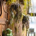 thumbnail image 1 of Hanging Aloe Vera in Pot, 1 of 10