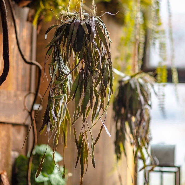 Hanging Aloe Vera in Pot - Walmart.com