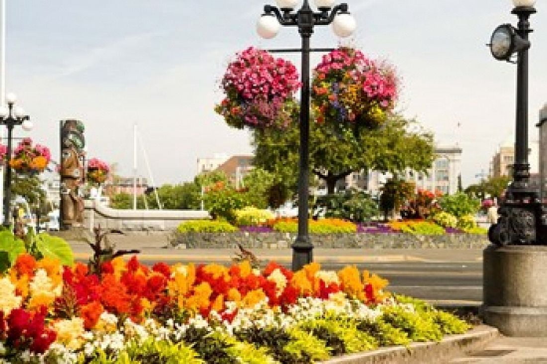 Hanging Flower Baskets Victoria BC Canvas Art - Stuart Westmorland DanitaDelimont (26 x 18)