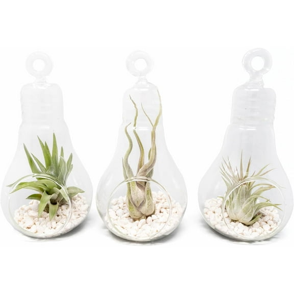 Hanging Light Bulb Terrarium with Crushed White Stones and Tillandsia Air Plant - Wholesale and Bulk - Succulents - Live Tillandsia - Easy Care Indoor and Outdoor House Plants (Pack of 3)