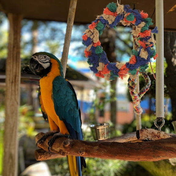 Hanging Parrot Ring Cotton Rope Multi 1PC