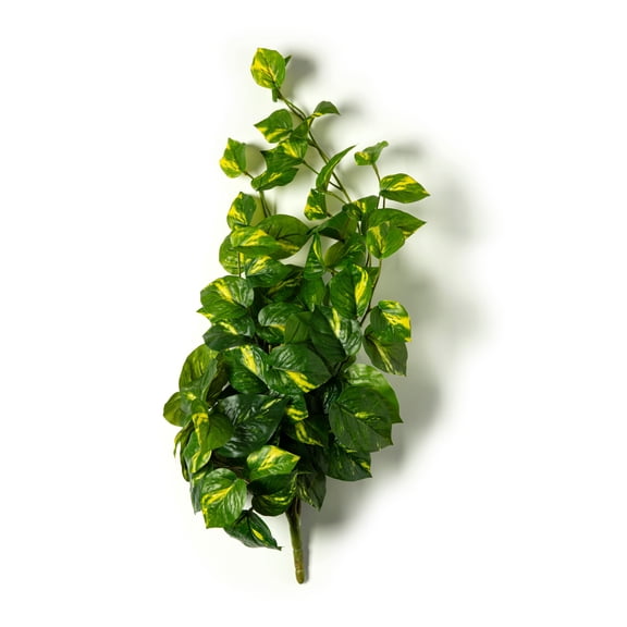 Hanging Philo Bush by Ashland