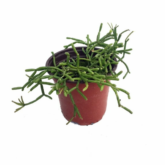 Hanging Pickle Cactus Plant - Rhipsalis - 4" Pot