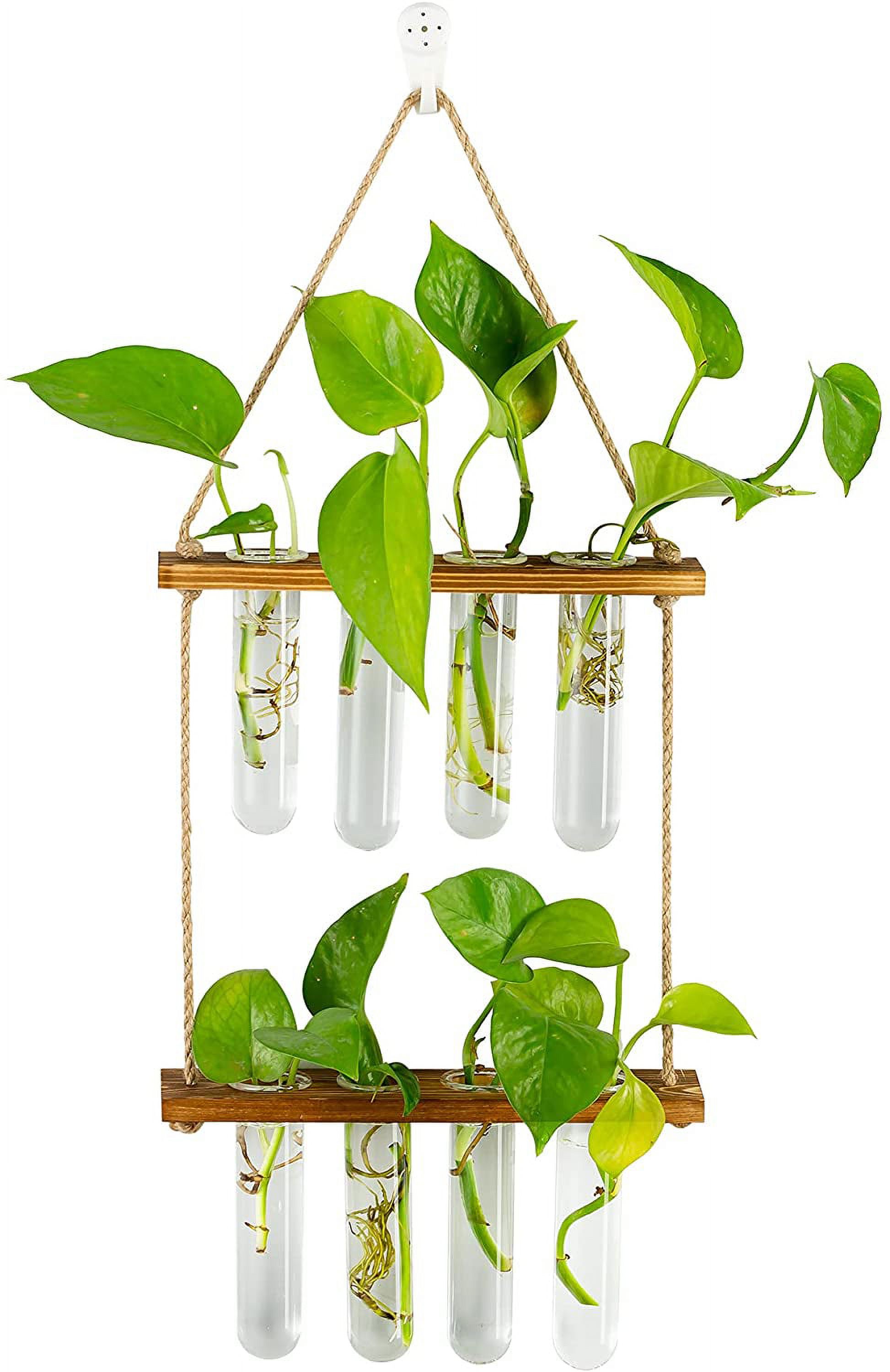 Hanging Plant Propagation Stations Tubes, Wall Glass Planter Terrarium
