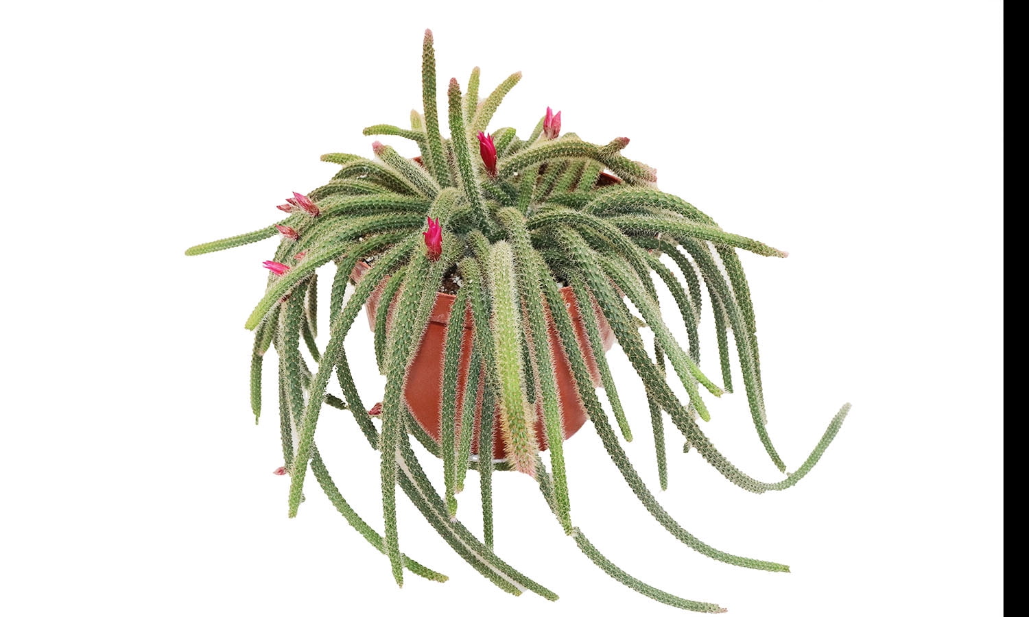 concentrated insecticidal soap Insecticidal Soap Houseplant Spray Ready-To-Use