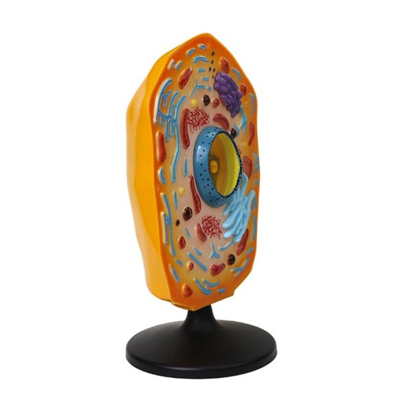 HannLk Anatomical Cell Model Cell Anatomy Model With Detacheable Parts