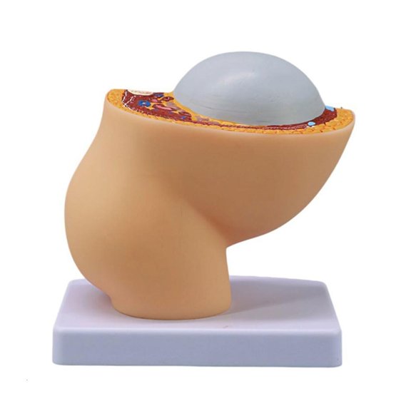 HannLk Anatomical Pregnancy Fetal Development Model 1:3 Scale Female Pelvic Model