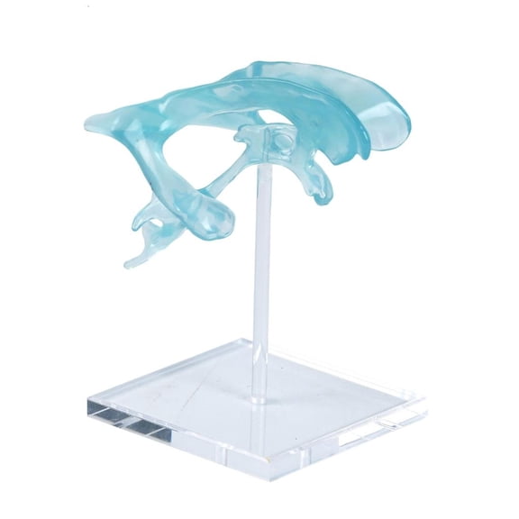 HannLk Anatomically Correct Human Ventricle Model Acrylic Base for Medicals Science