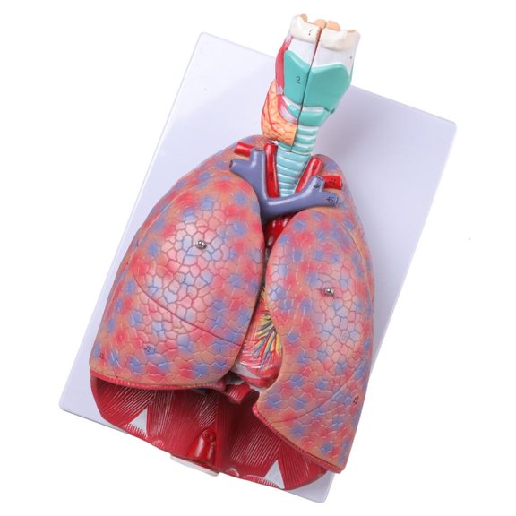 HannLk Cardiopulmonary Anatomy Model Respiratory System Cardiac Model Pulmonary Model