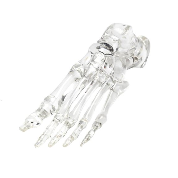 HannLk Clear Foot Joint Bone Model for Classroom Demonstrations and Laboratory Use