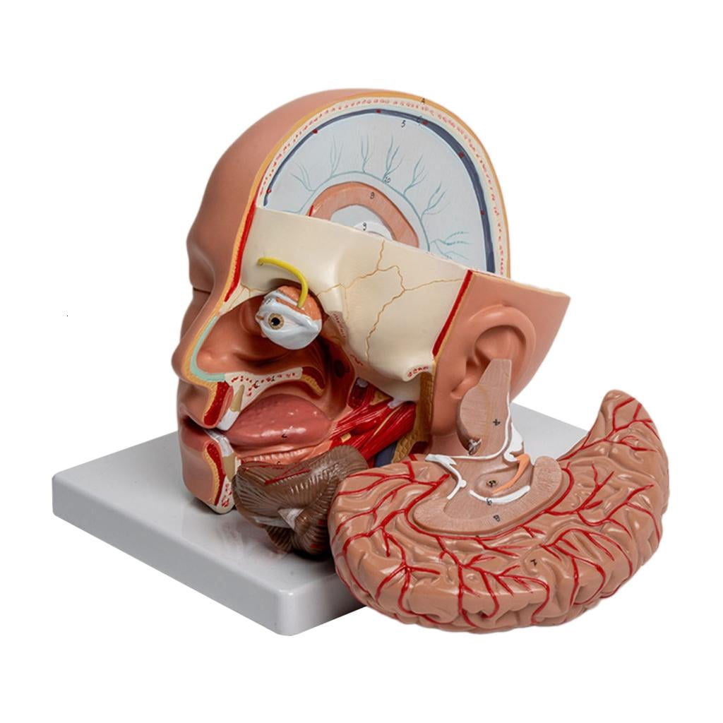 HannLk Detachable Anatomical Brain Model Human Brain Anatomy Model hannlk-detachable-anatomical-brain-model-human-brain-anatomy-model