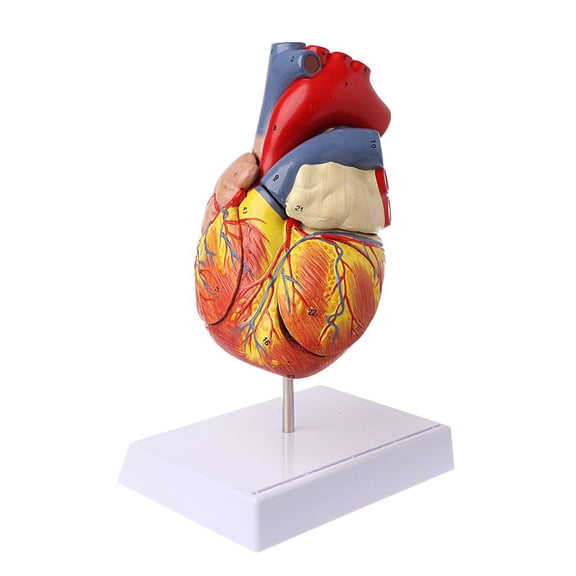 HannLk Disassembled Anatomical Human Heart Model Anatomy Medical Viscera Organs Medical