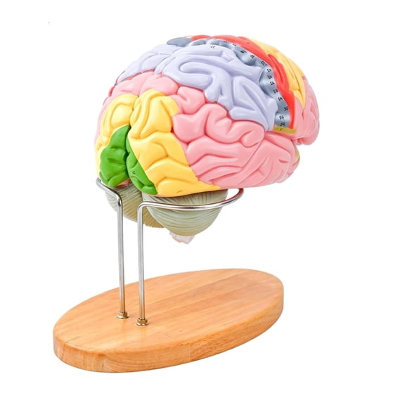 HannLk Enlarged PVC Anatomical Human Brain Model With Color Coded Cerebral Structure