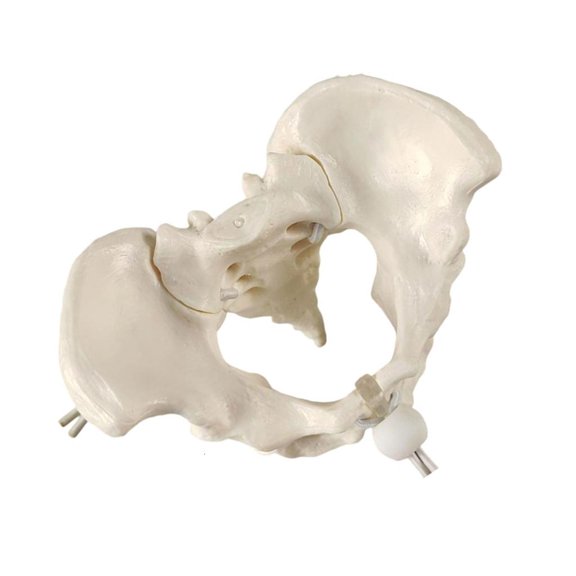 HannLk Female Pelvis Model Midwifery Teaching Model for Obstetrics Educational