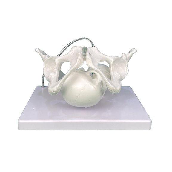 HannLk Female Pelvis Model with Fetal Midwifery Teaching Models for Educational