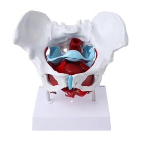 HannLk Female Pelvis Pelvic Floor Muscle Model Uterus Ovary Muscle Teaching Resources E