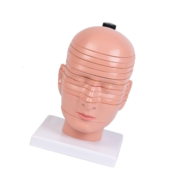 HannLk Head Neck Brain Model with Removable Parts Classroom Teaching Tool For Study