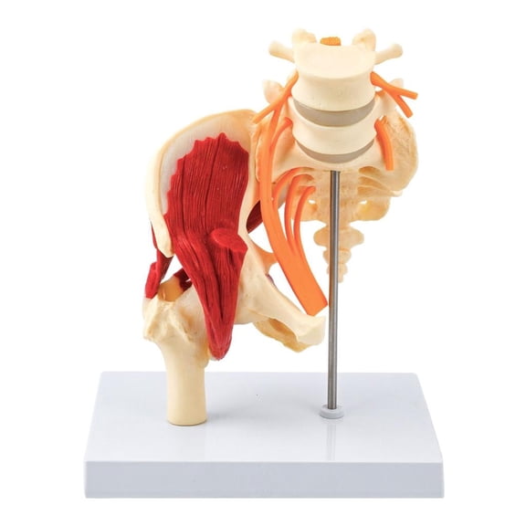 HannLk Life Size Lumbar Vertebrae Pelvis Skeleton Anatomy Model With Muscles Nerves