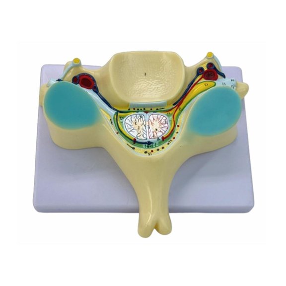 HannLk Spinal Cord Transection Model for Medicals Student Humans Bone Model