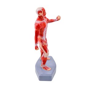 HannLk Structure Anatomy Model PVC Materials For Anatomy Learning And Demonstration
