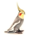thumbnail image 1 of Hansa 6470 9 in. Cockatiel Plush Toys, Gray - Set of 4, 1 of 3