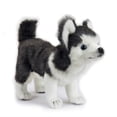 thumbnail image 1 of Hansa - Husky Pup, Standing, 1 of 1