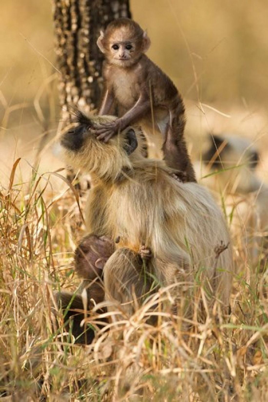 Hanuman Langur Madhya Pradesh Kanha National Park India Canvas Art - Joe & Mary Ann McDonald DanitaDelimont (17 x 25)