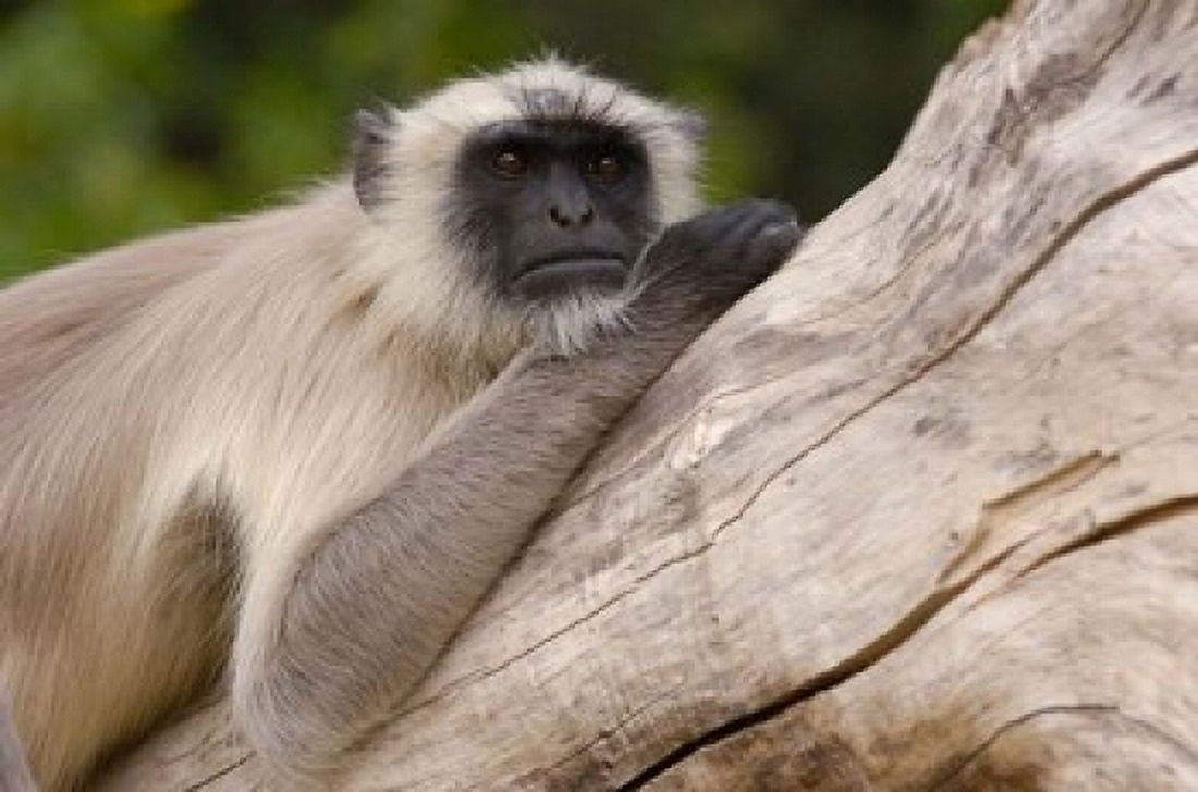 Hanuman Langur monkey Mandore Rajasthan INDIA Canvas Art - Pete Oxford DanitaDelimont (36 x 24)