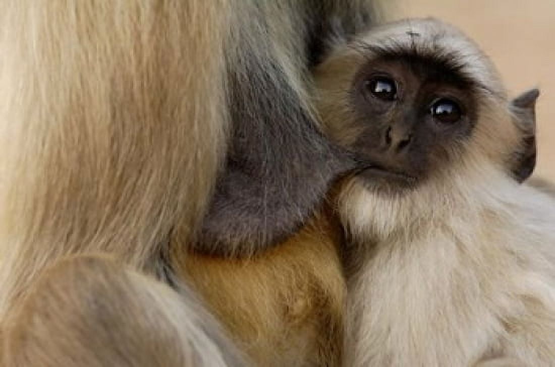 Hanuman Langur monkey feeding Ranthambhore NP Rajasthan INDIA Canvas Art - Pete Oxford DanitaDelimont (36 x 24)