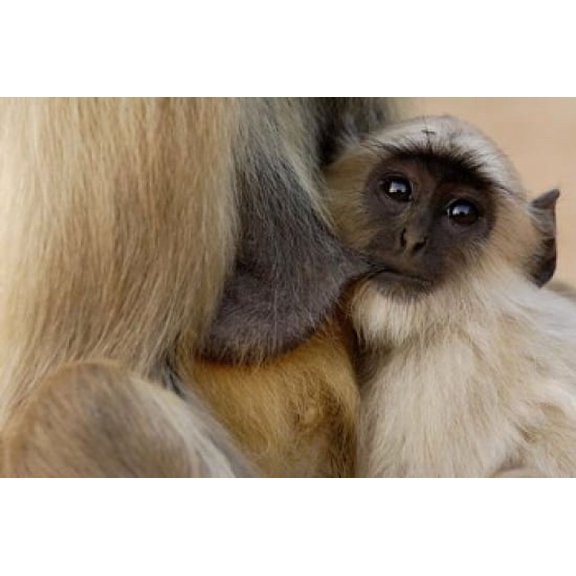 Hanuman Langur monkey feeding, Ranthambhore NP, Rajasthan INDIA Poster Print by Pete Oxford (29 x 19)