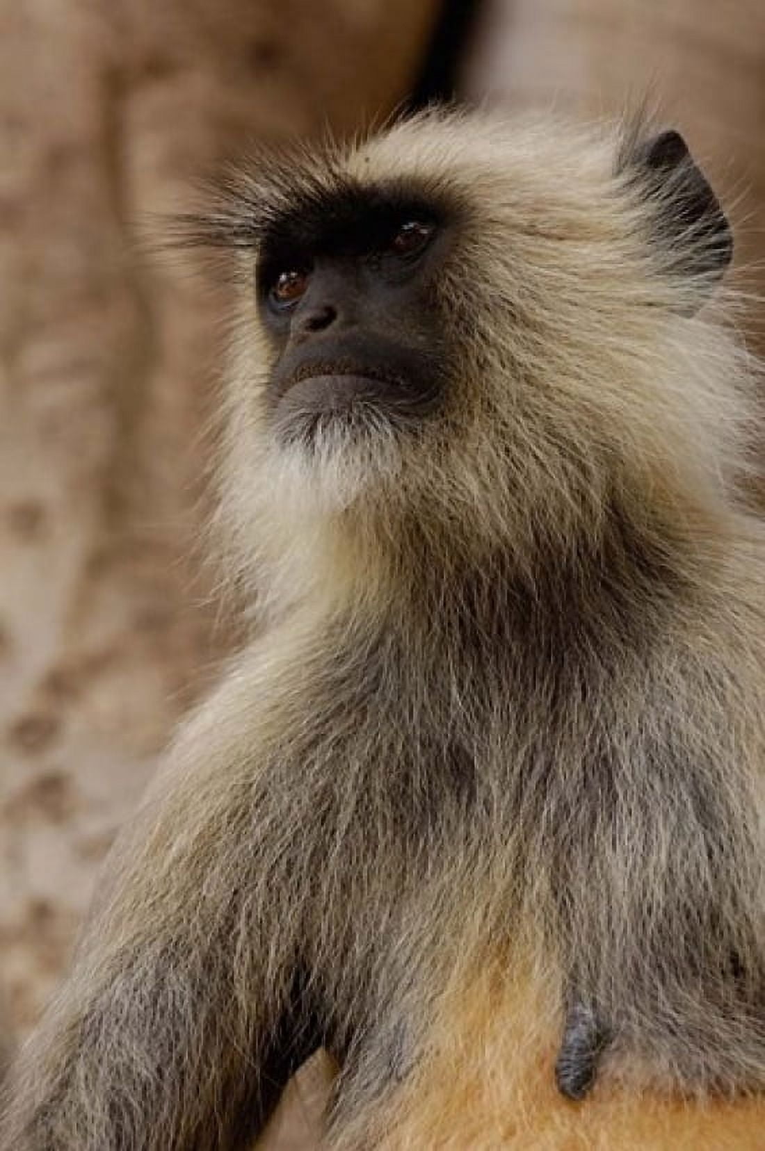 Hanuman Langur primate Ranthambhore NP Rajasthan INDIA Canvas Art - Pete Oxford DanitaDelimont (24 x 36)