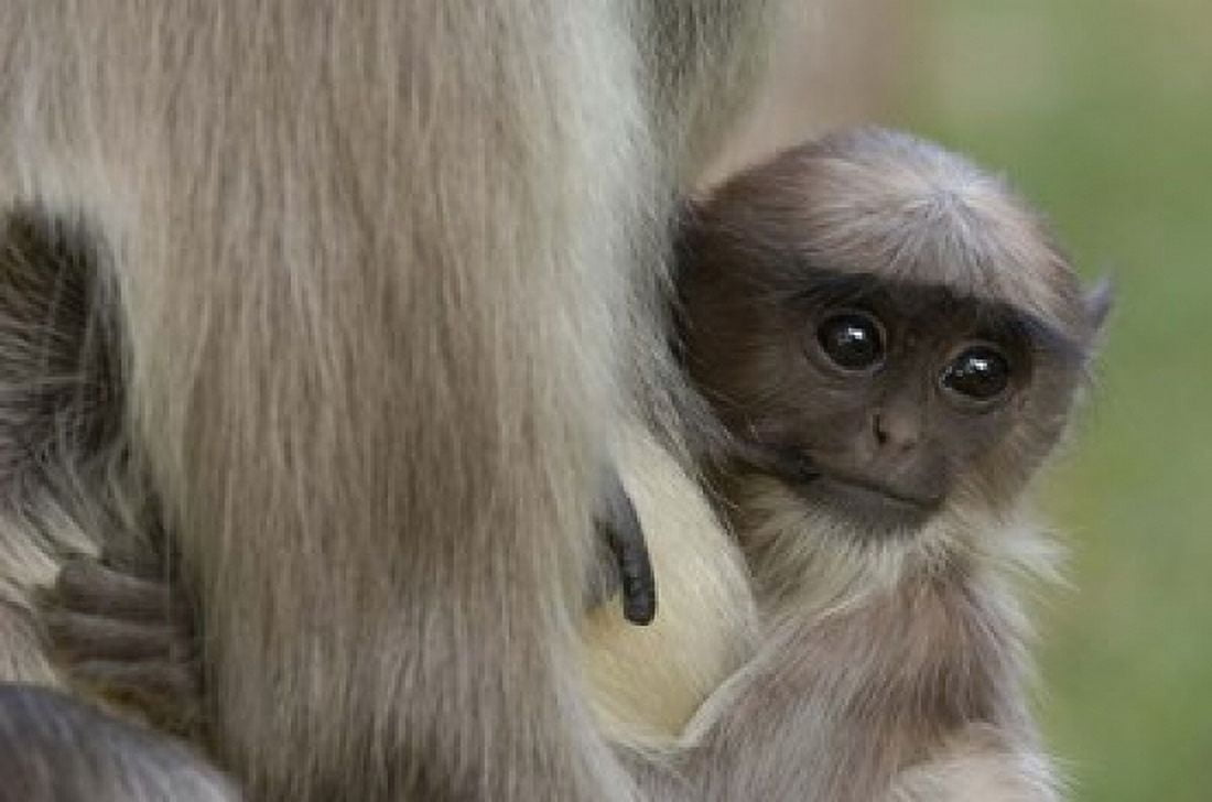 Hanuman Langurs baby monkey Mandore Rajasthan INDIA Canvas Art - Pete Oxford DanitaDelimont (29 x 19)