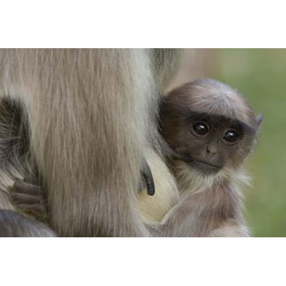 Hanuman Langurs baby monkey Mandore Rajasthan INDIA Canvas Art - Pete Oxford DanitaDelimont (29 x 19)