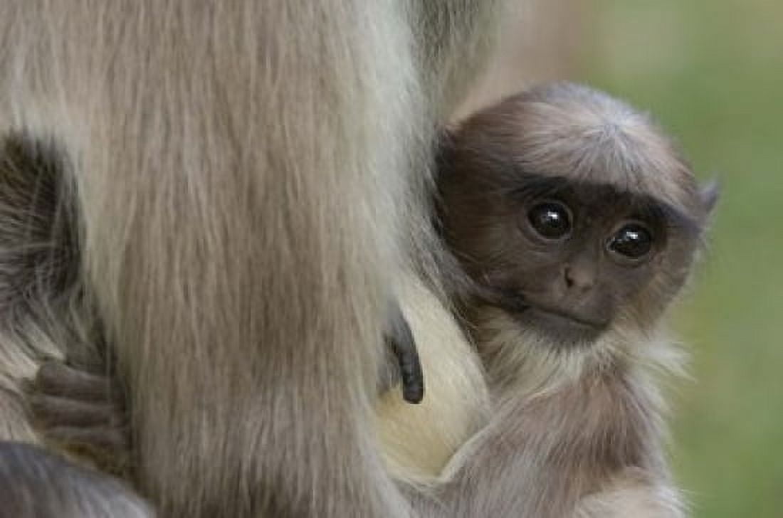 Hanuman Langurs baby monkey Mandore Rajasthan INDIA Canvas Art - Pete Oxford DanitaDelimont (36 x 24)