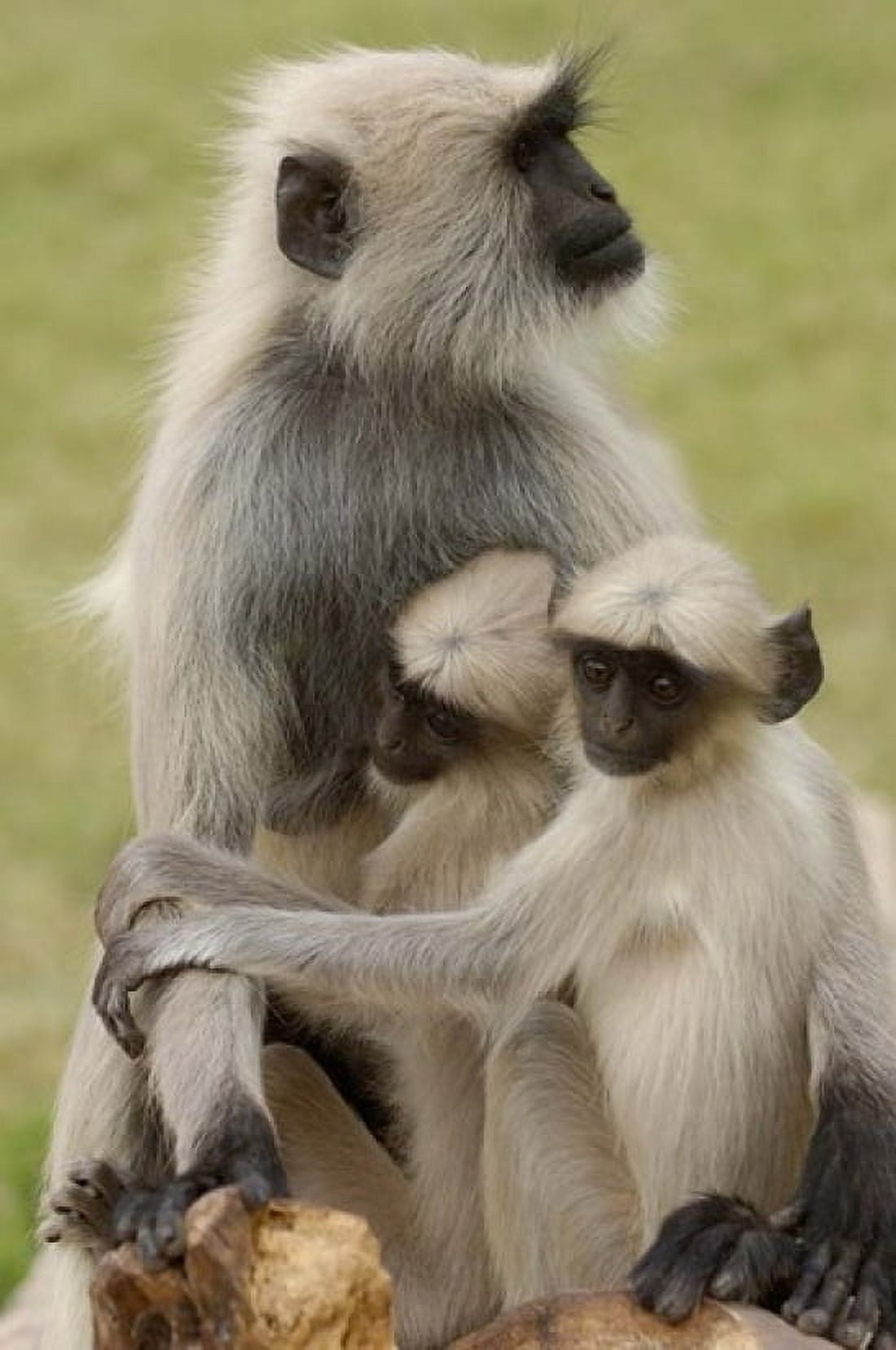 Hanuman Langurs monkeys Jodhpur Rajasthan Canvas Art - Pete Oxford DanitaDelimont (19 x 29)