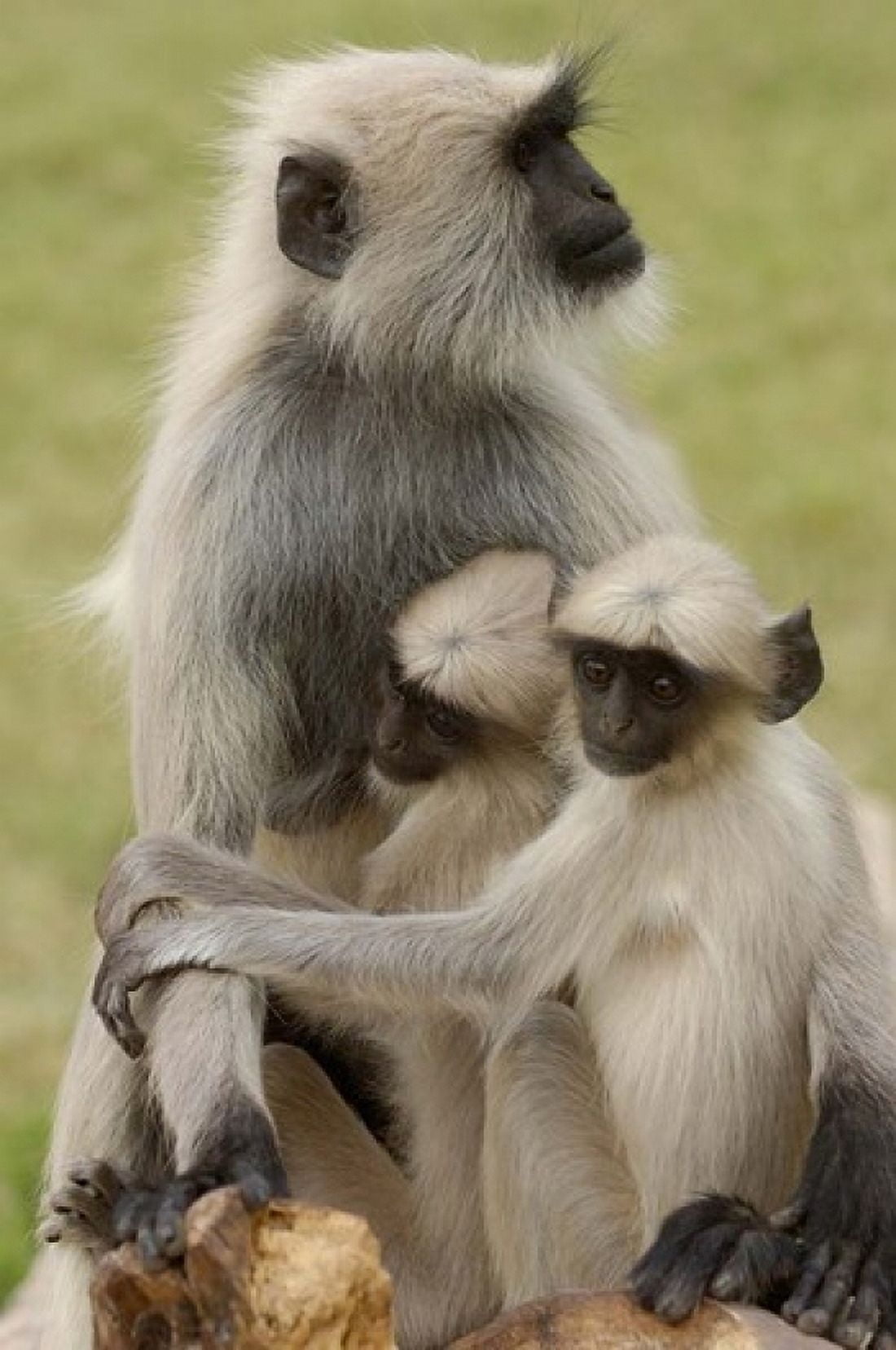 Hanuman Langurs monkeys Jodhpur Rajasthan Canvas Art - Pete Oxford DanitaDelimont (24 x 36)