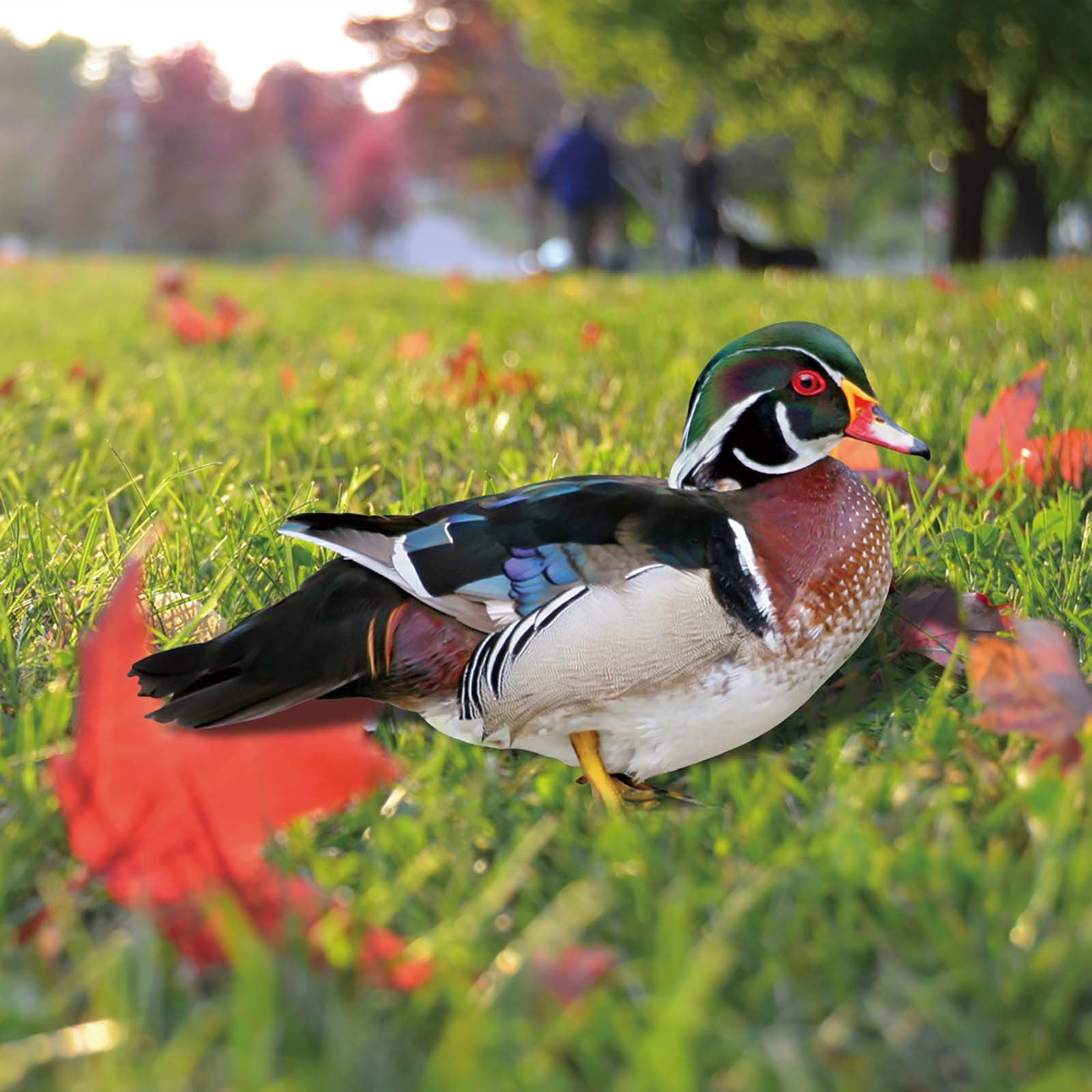 Hanzidakd Card Slot Poultry Decoration Yard Insert Rooster Acrylic