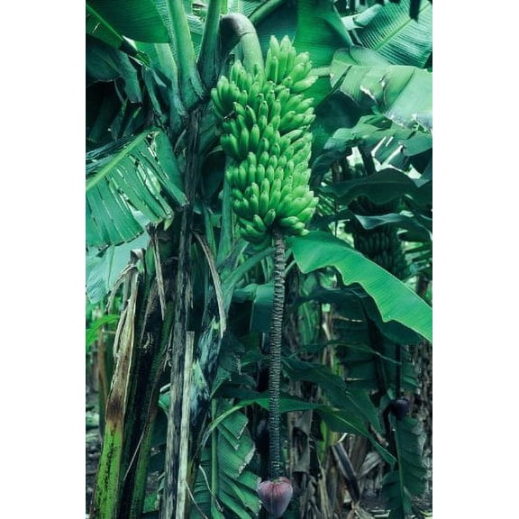 Haomano 3-8" Goldfinger Dwarf Banana Live Plant, Rare