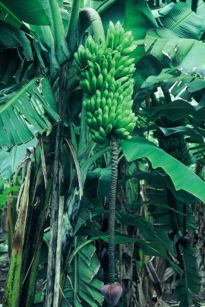 Haomano 3-8" Goldfinger Dwarf Banana Live Plant, Rare - Walmart Business  Supplies