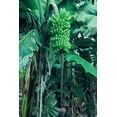 thumbnail image 1 of Haomano 3-8" Goldfinger Dwarf Banana Live Plant, Rare, 1 of 7