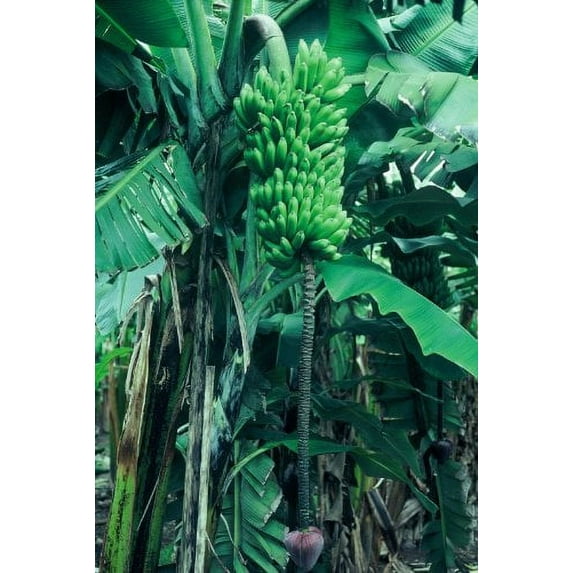 Haomano 3-8" Goldfinger Dwarf Banana Live Plant, Rare