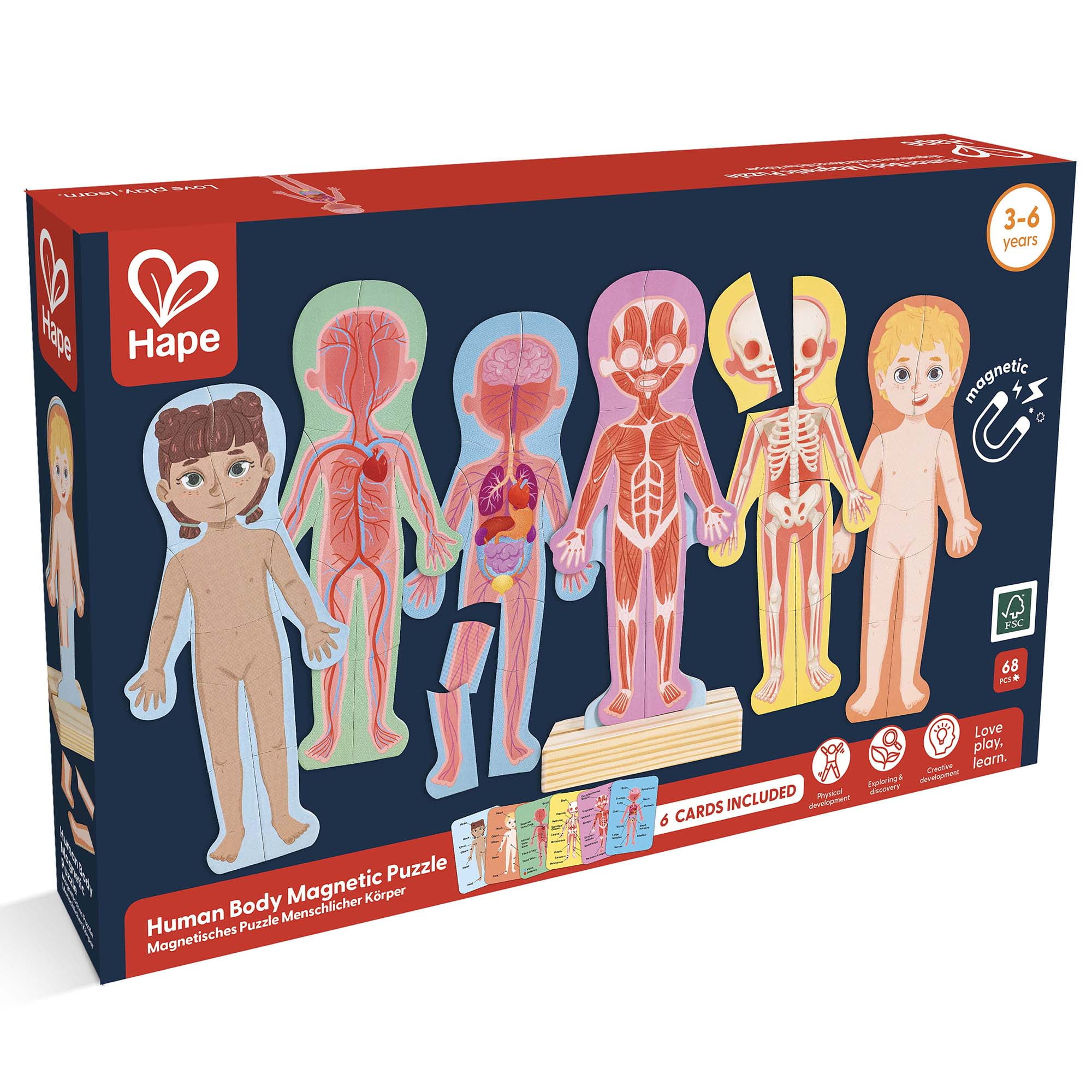 ANATOMY FOR BEGINNERS 4枚セット ANATOMY FOR BEGINNERS 4枚セット Learning Resources Anatomy