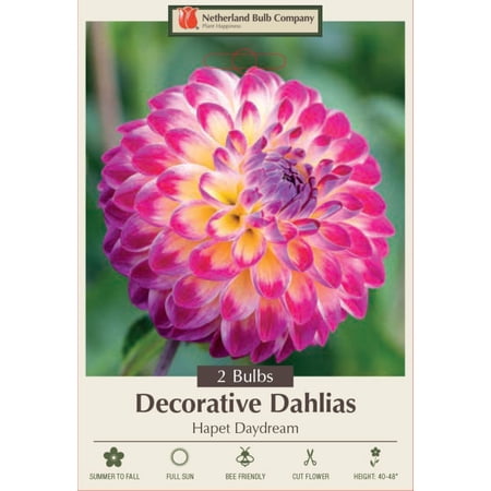 Hapet Daydream Dahlia - Decorative Flower - 2 bulbs