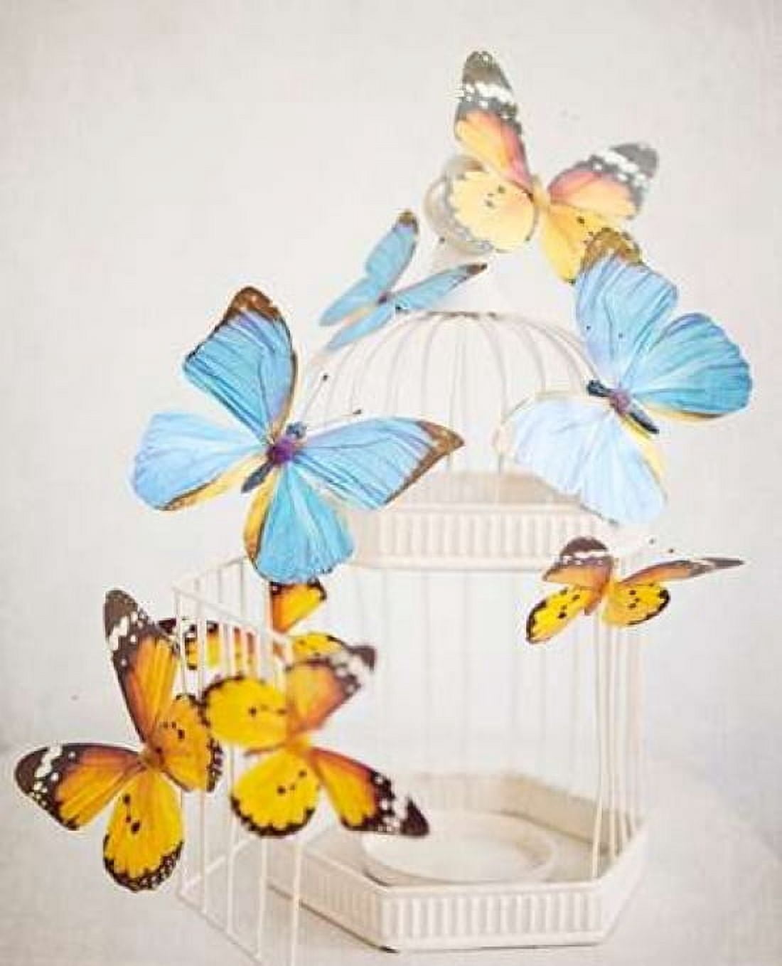 Happy Daydream 2 Canvas Art - Susannah Tucker Photography (22 x 28)