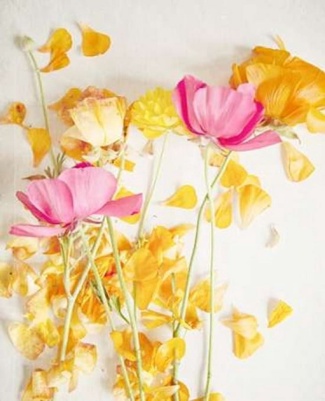 Happy Daydream 5 Canvas Art - Susannah Tucker Photography (22 x 28)