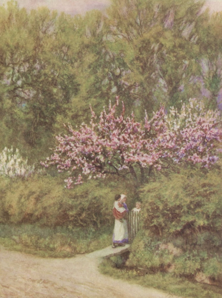 Happy England 1904 Apple & Pear blossom Canvas Art - Helen Allingham (24 x 36)