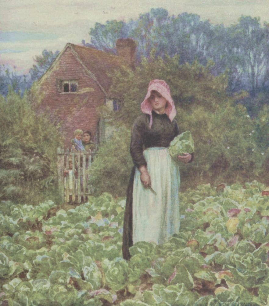 Happy England 1904 Cutting Cabbages Canvas Art - Helen Allingham (24 x 36)