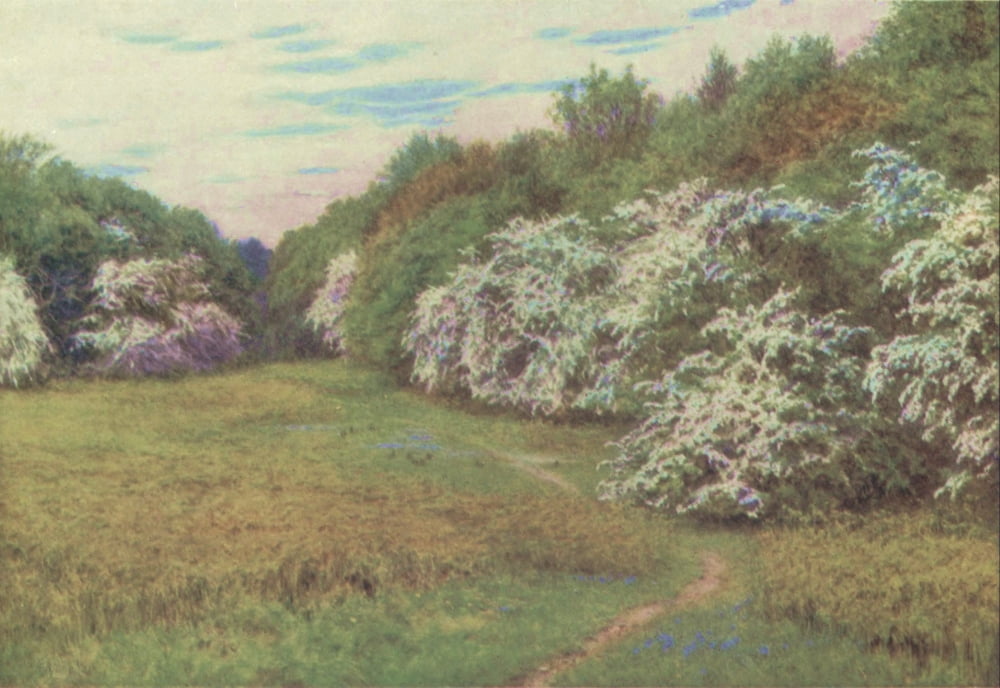 Happy England 1904 Hawthorn Valley Brocket Canvas Art - Helen Allingham (18 x 24)